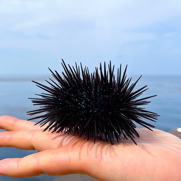 고성댁, 이스방성게알, 국내산, 우니, 보라성게,  생물 200g