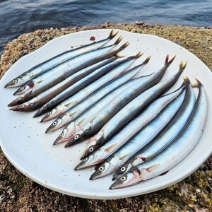 이스방 제철 햇 양미리 생물 1kg, 반건조양미리 20미