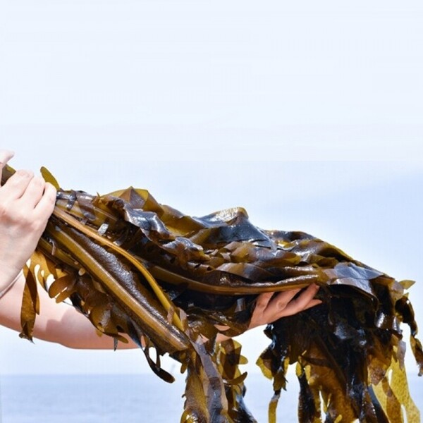 이스방 미역, 고성, 청정자연산, 생물미역, 돌미역